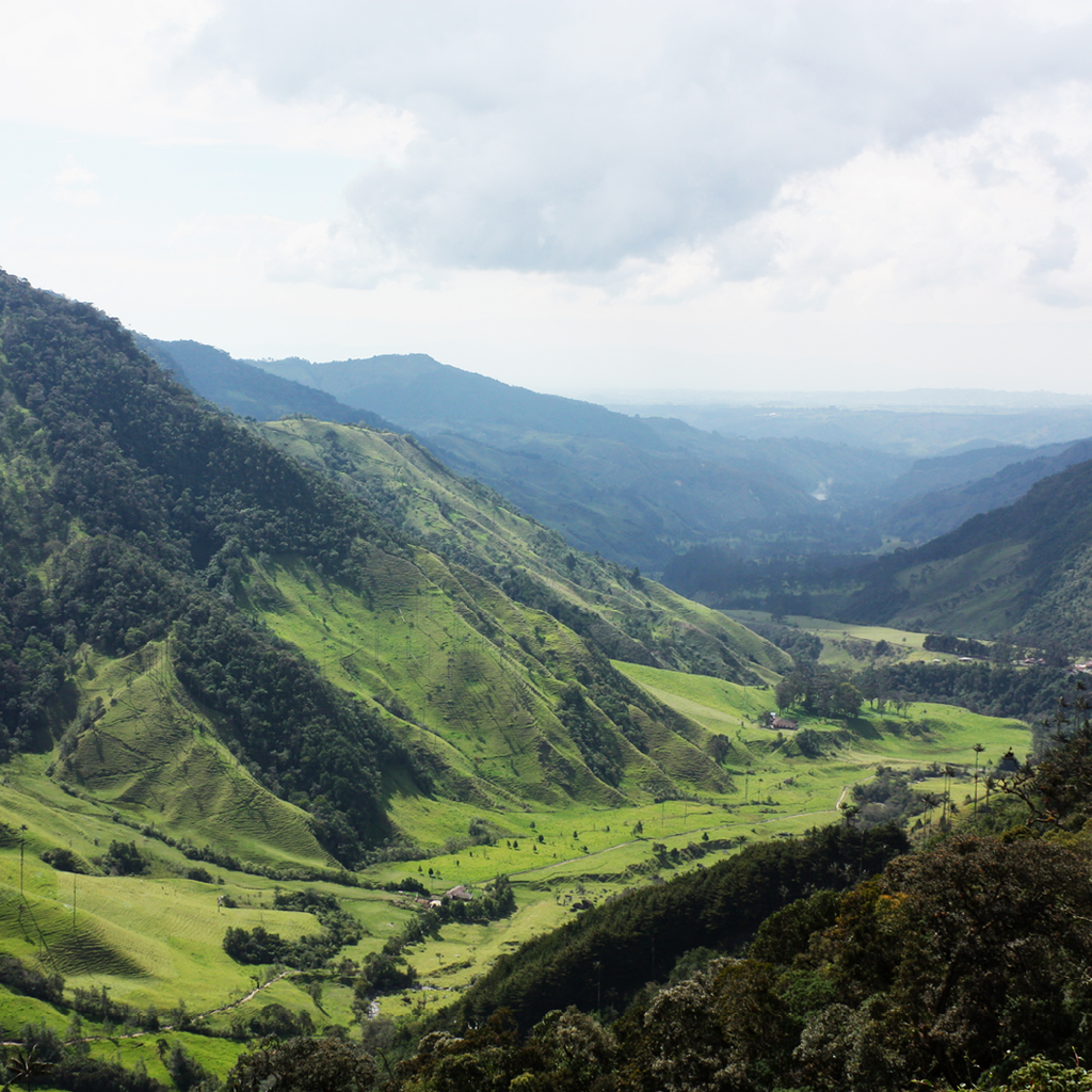 THE FASCINATING STORY OF COLOMBIAN COFFEE